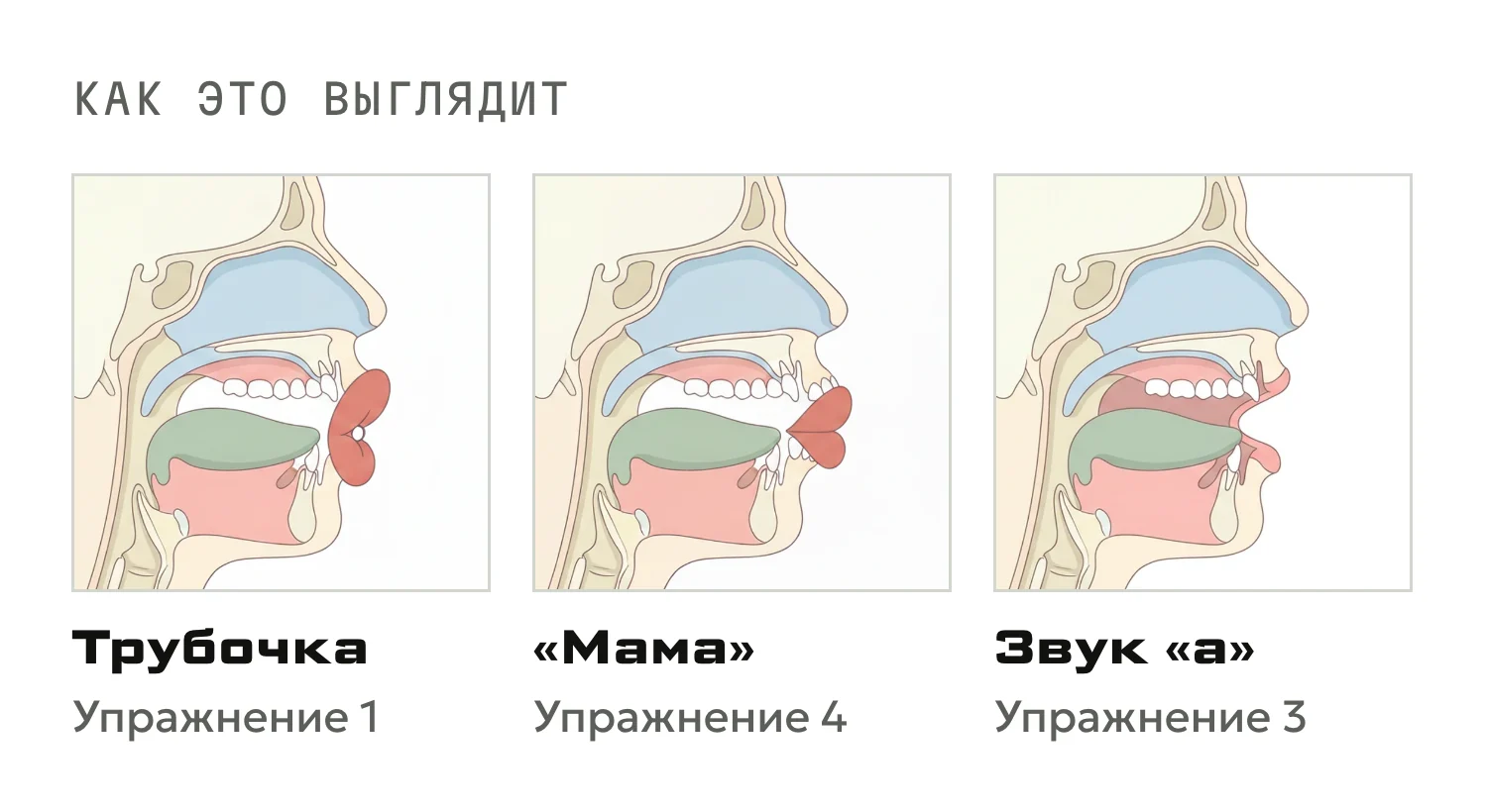 Положение губ и рта для трёх упражнений: трубочка, «мама» на опоре, тянущийся звук